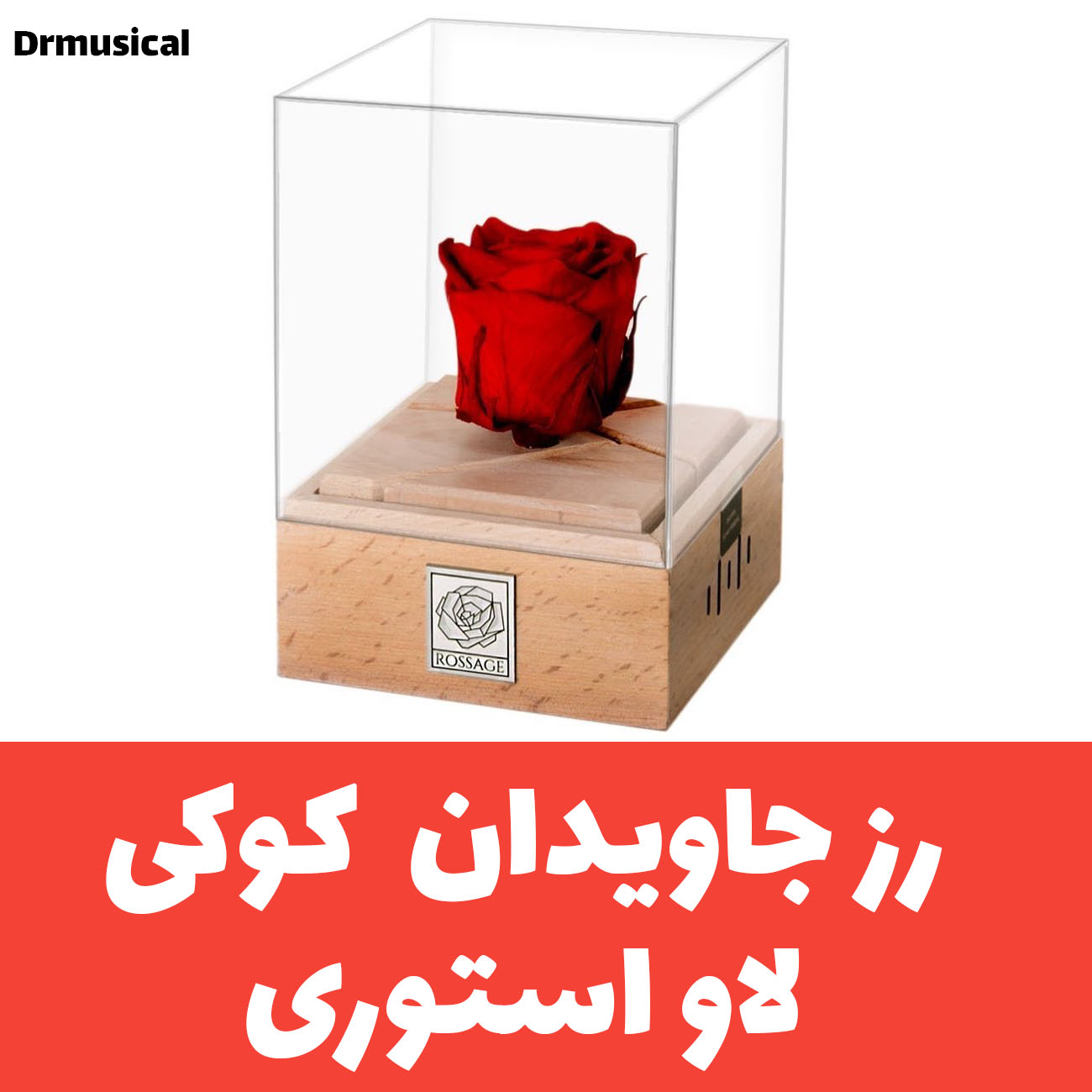 گل رز جاودان روسیج rossage ملودی عاشقانه لاو استوری با ماندگاری ۷ سال